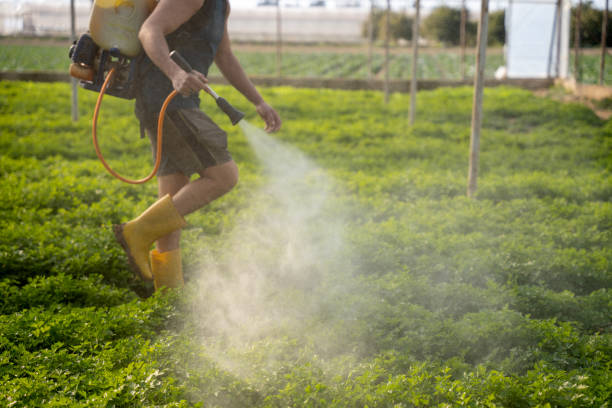 Best Pest Control Near Me  in Piggott, AR